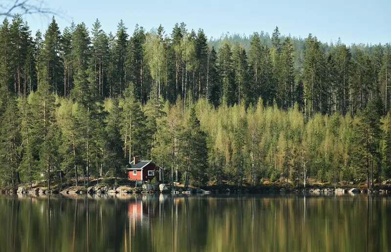 Skogssjö en solig dag